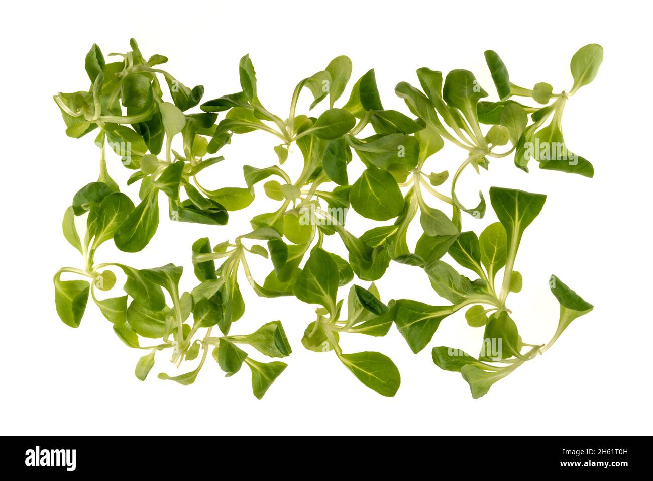 Insalata di foglie valeriane, insalata di mais, lattuga di agnello isolata su sfondo bianco nella vista dall'alto Foto Stock