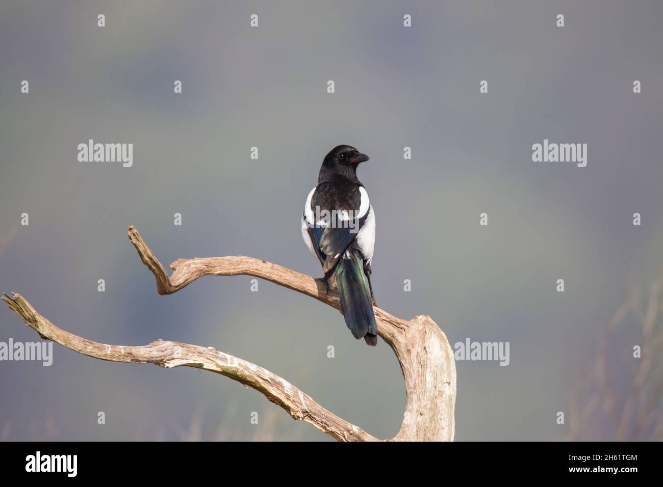 Elster, Pica pica, magpie eurasiatica Foto Stock