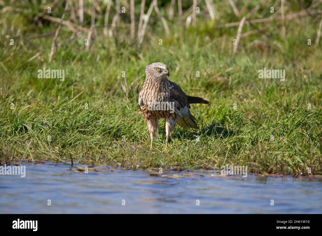 Rohrweihe - Maennchen, Circus aeruginosus, Eurasian Marsh Harrier - maschio Foto Stock