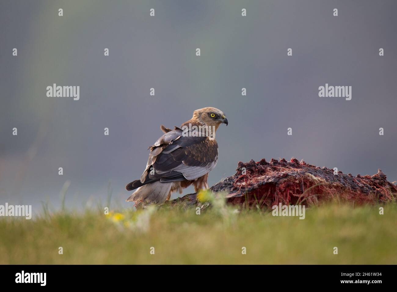 Rohrweihe - Maennchen, Circus aeruginosus, Eurasian Marsh Harrier - maschio Foto Stock
