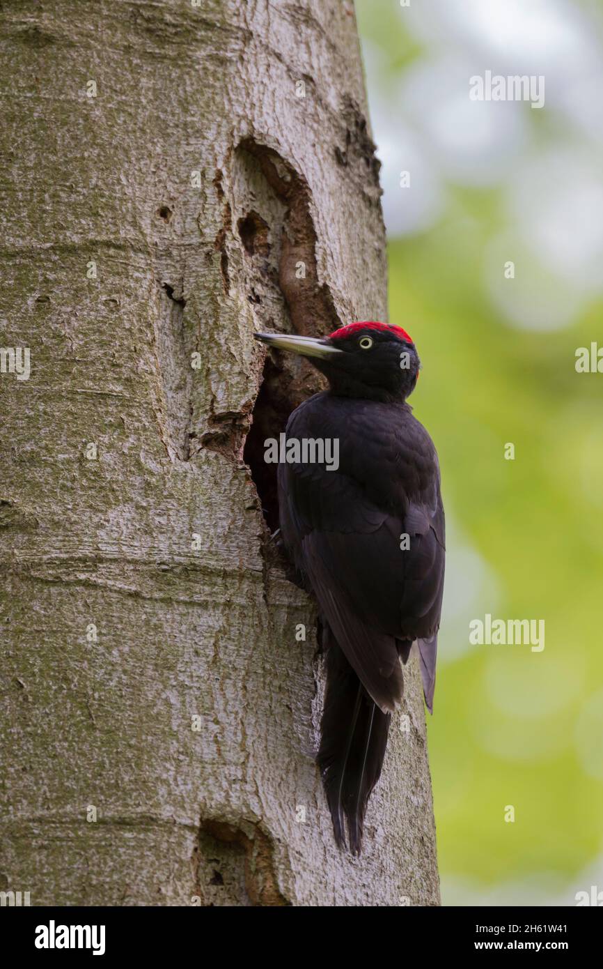 Schwarzspecht, Dryocopus martius, picchio nero Foto Stock