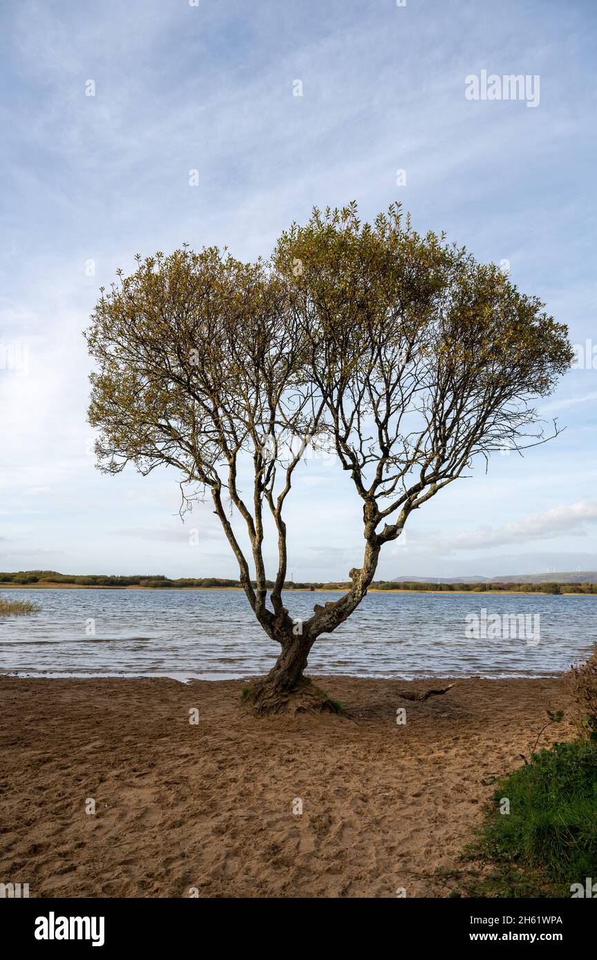 L'albero nella riserva naturale della piscina di Kenfig vicino a Porthcawl, Galles del Sud, Regno Unito Foto Stock