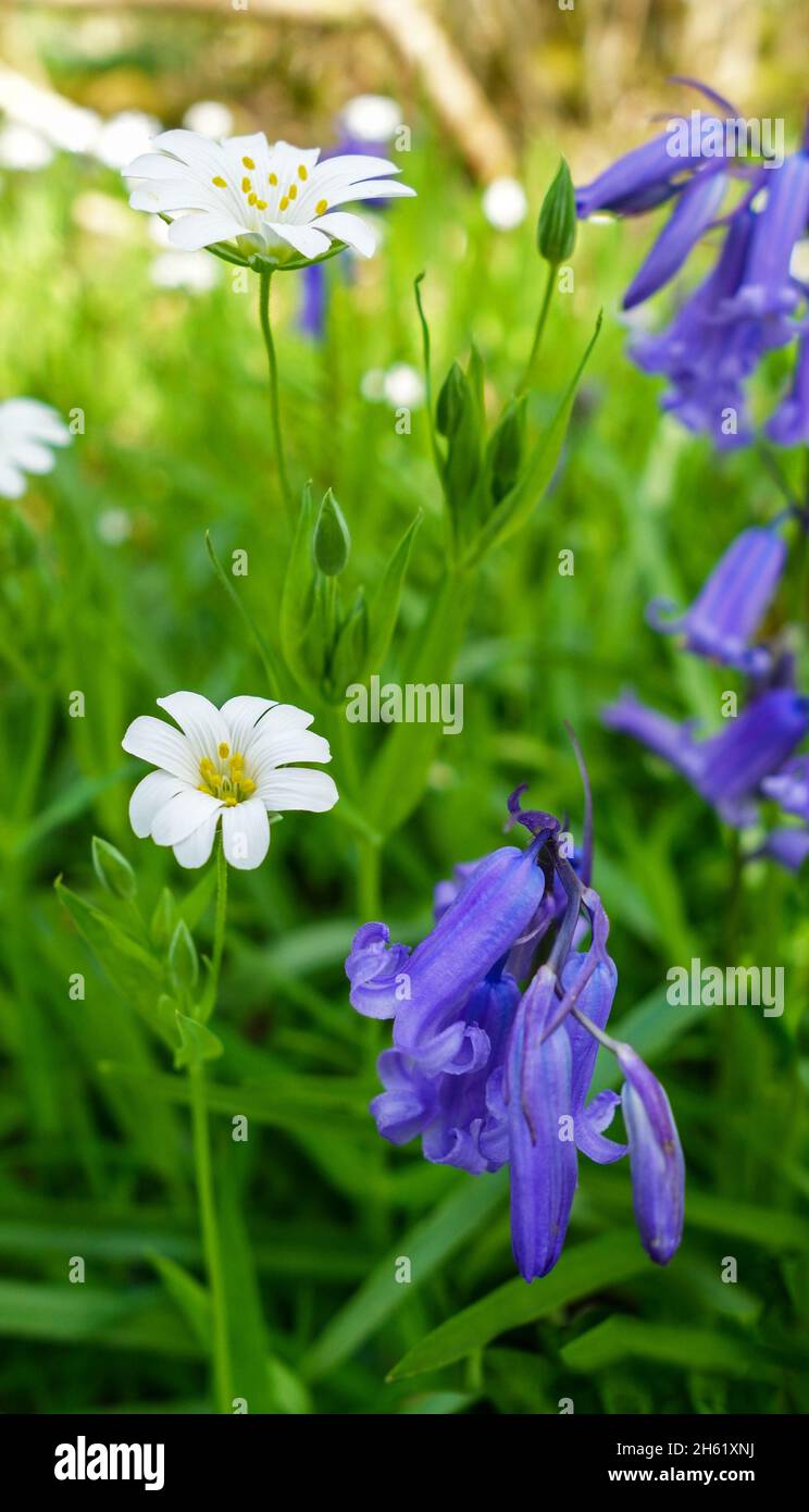 Fiori selvatici, Bluebells (Hyacinthoides non-scripta) e fiori bianchi di Greater Stitchwort (fondina di Rabelera), Stoke on Trent, Staffordshire, Inghilterra, Foto Stock