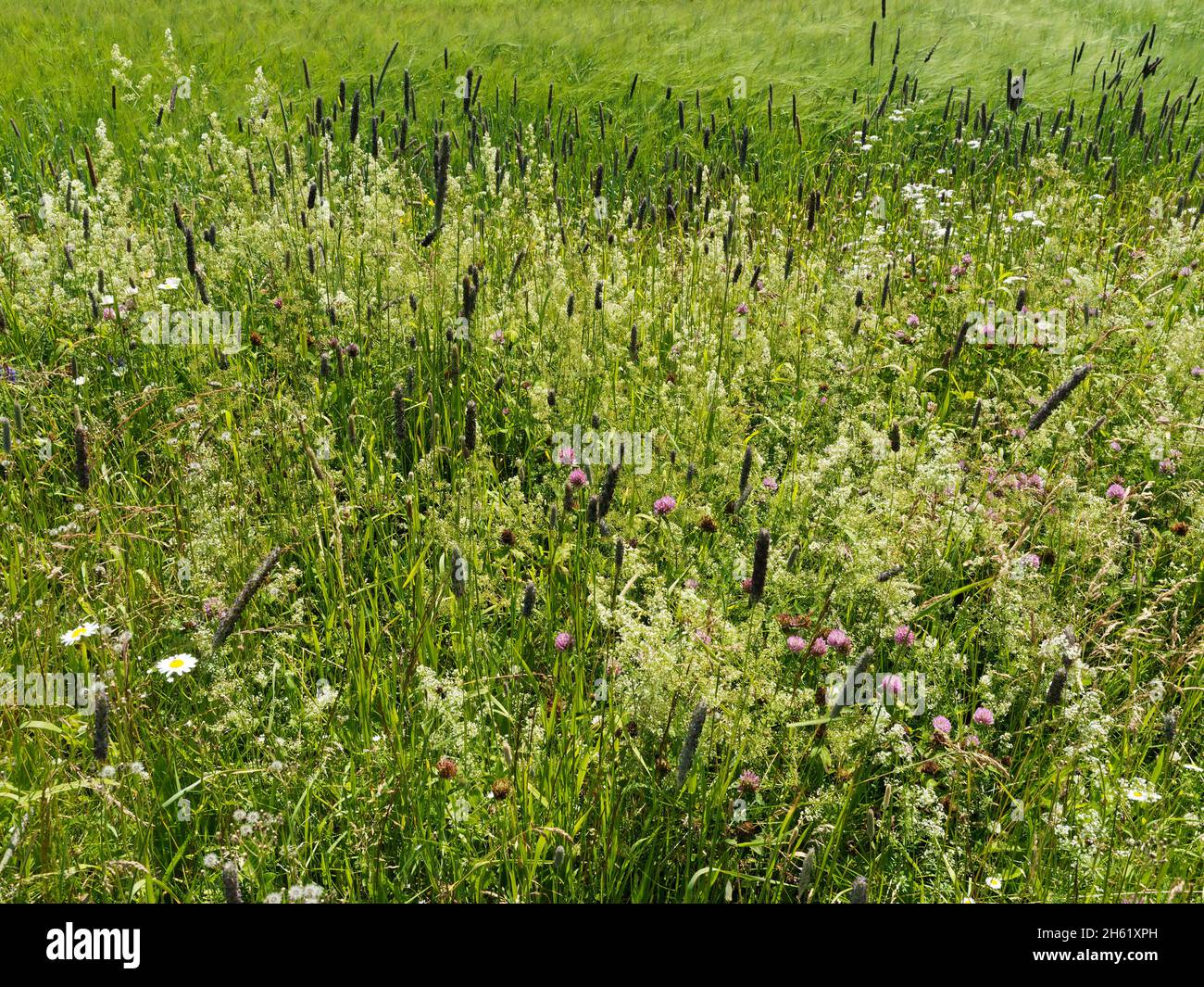 anne di scuderie verdi', autore lucy maude montgomery, canada, storia immaginaria, percorso in legno infestato, natura, isola del principe edoardo Foto Stock