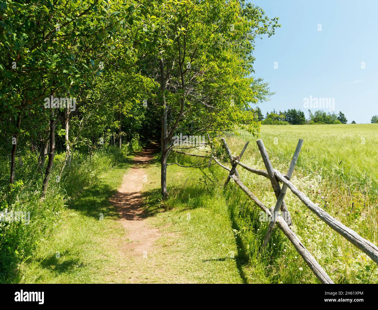 anne di scuderie verdi', autore lucy maude montgomery, canada, storia immaginaria, percorso in legno infestato, natura, isola del principe edoardo Foto Stock