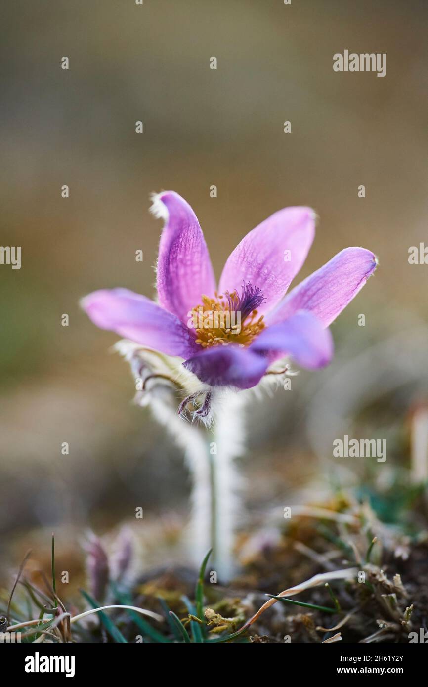 pasque flower, pulsatilla vulgaris, fioritura, prato Foto Stock