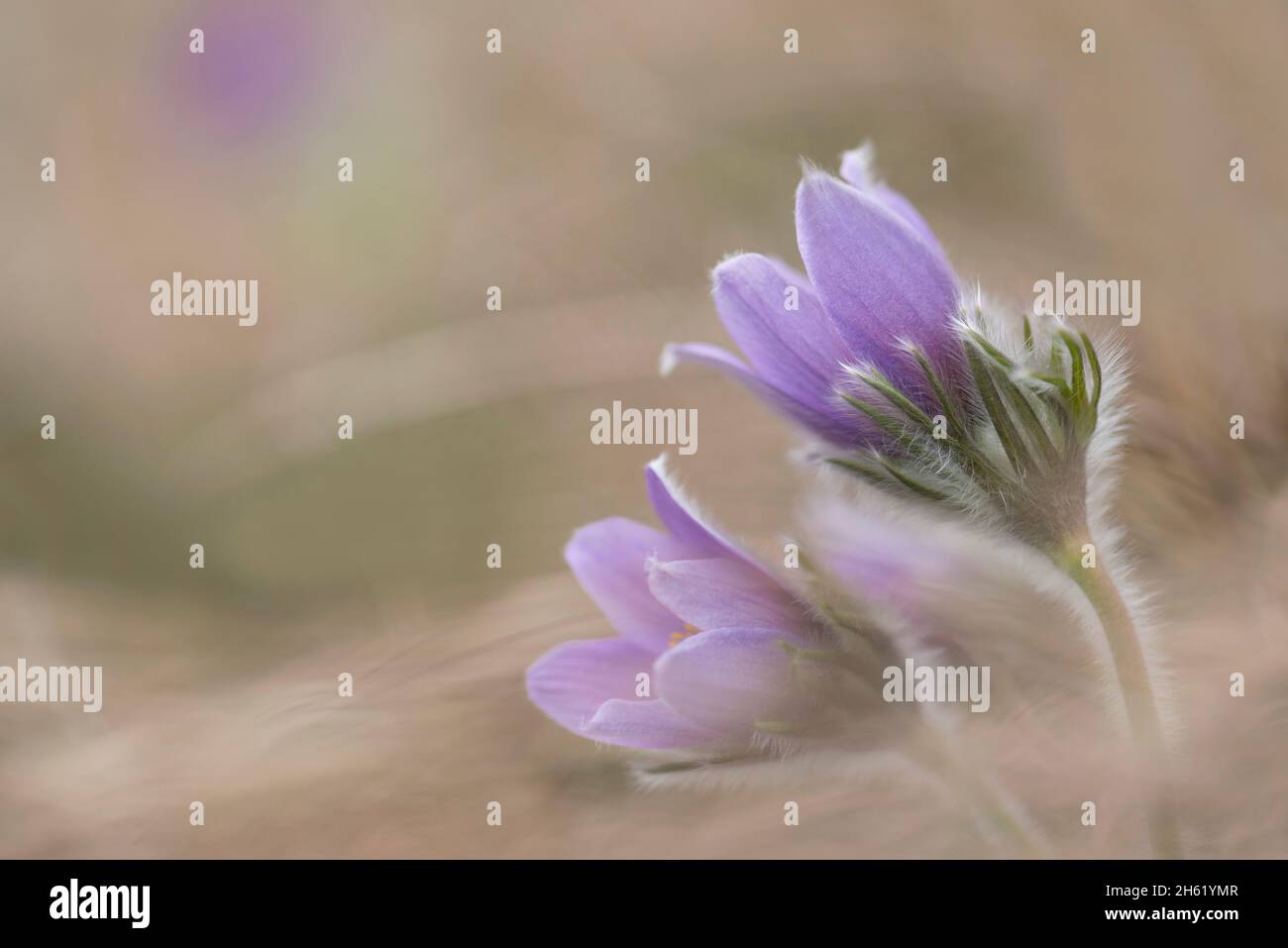 fiori del fiore pasque (pulsatilla vulgaris) vicino westhalten, francia, grand est, alsazia, ballons des vosges parco naturale regionale Foto Stock