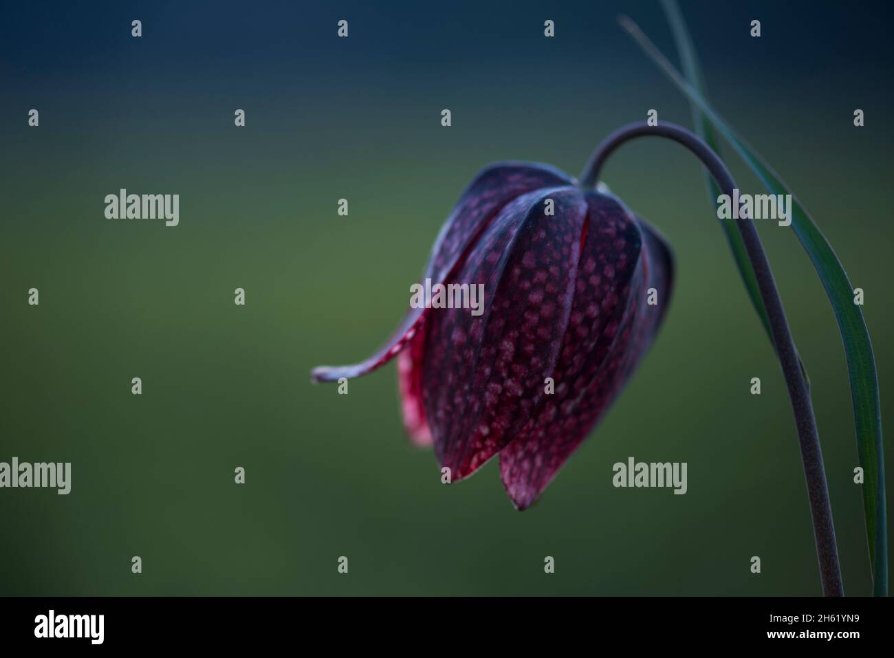 fiore della scacchiera fiore (fritillaria meleagris) nei prati vicino morteau, luce della sera, francia, borgogna-franca contea, dipartimento doubs Foto Stock