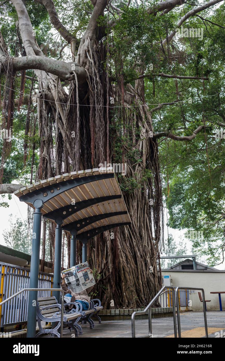 lettore di giornali alla fermata dell'autobus e albero gigante, tradizionale villaggio di pescatori tai o, lantau Foto Stock