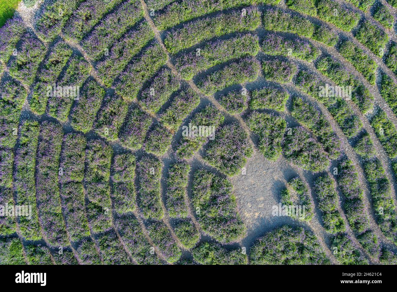 veduta aerea del labirinto di lavanda nel giardino botanico dell'università di hohenheim. Foto Stock