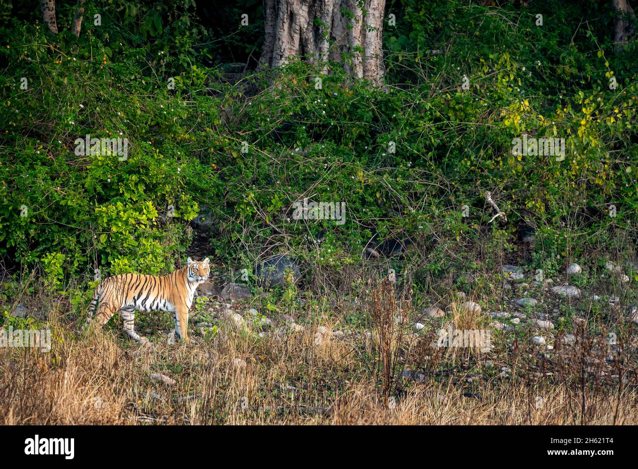 tigre femmina selvaggia o tigre con contatto visivo al mattino passeggiata su sfondo verde naturale dalle colline pedemontane di himalaya o terai foresta di uttarakhand Foto Stock