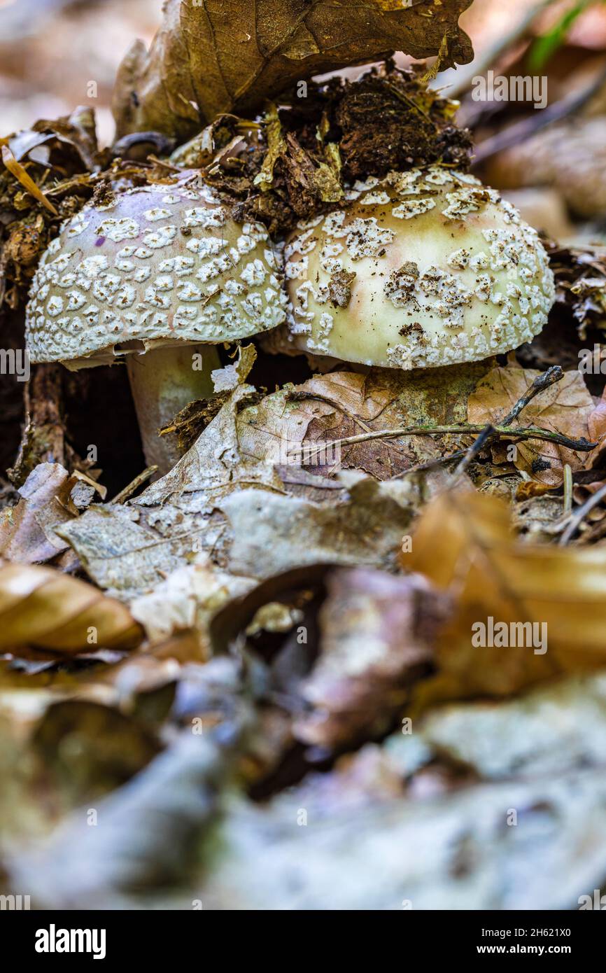 funghi perla, amanita arrossente o funghi di carne (amanita rubescens) Foto Stock