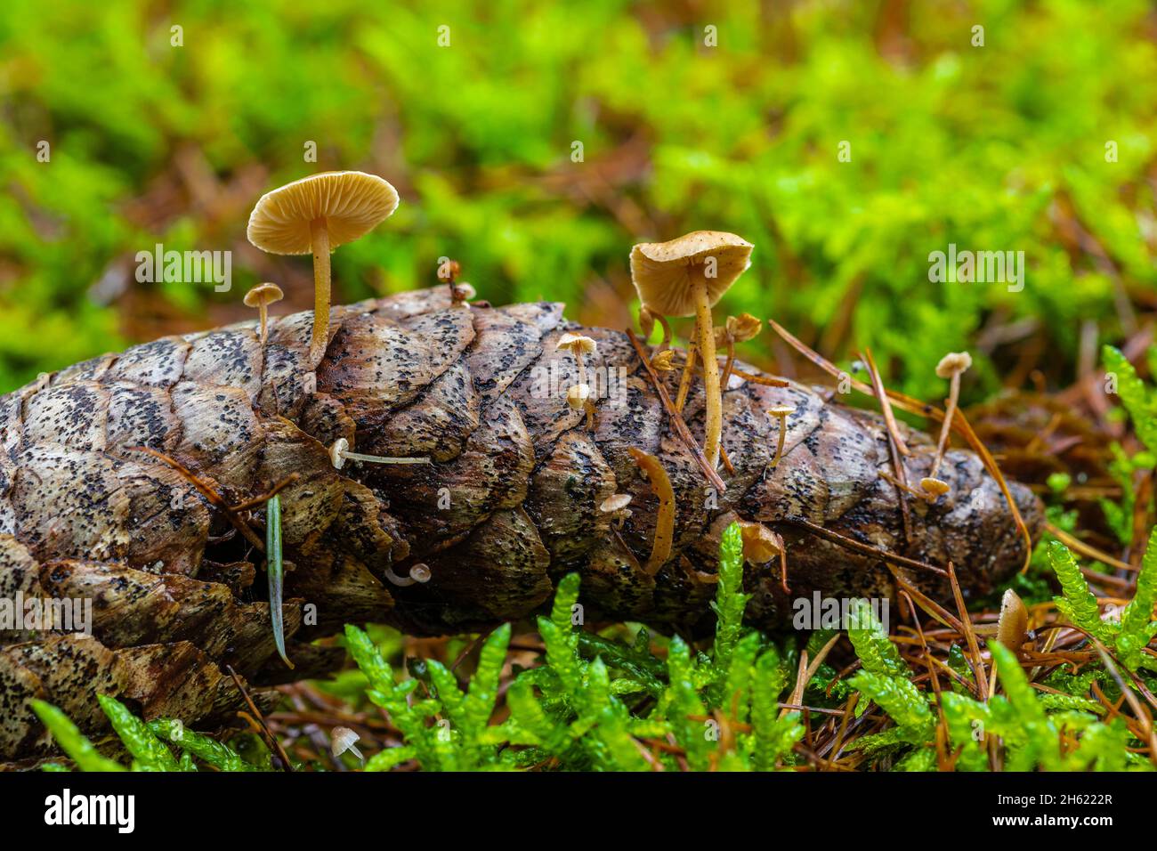 funghi su coni di abete rosso, close-up, foresta ancora-vita Foto Stock