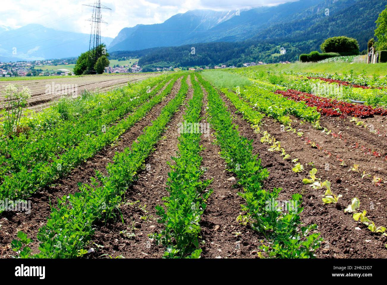 austria,tirolo,absam europe,montagne,catena montuosa,alpi,località,campo vegetale,prezzemolo,insalata,coltivazione,prati,campi,alberi,fiore,stagione,estate, Foto Stock