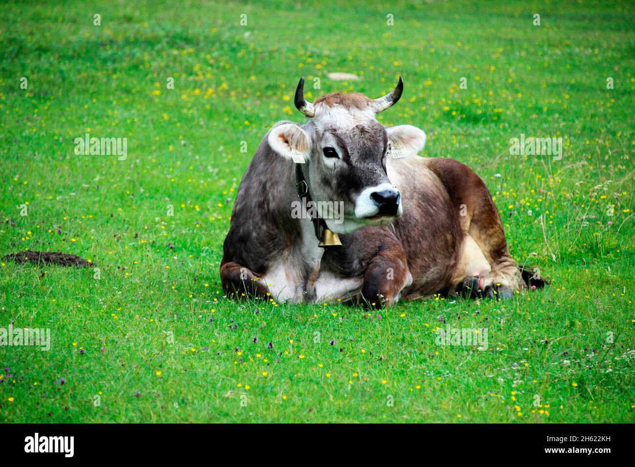 su un prato verde,mucca,cowbell,razza: bestiame grigio tirolese,seduta,prato,gschnitz,wipptal,tirolo,austria Foto Stock