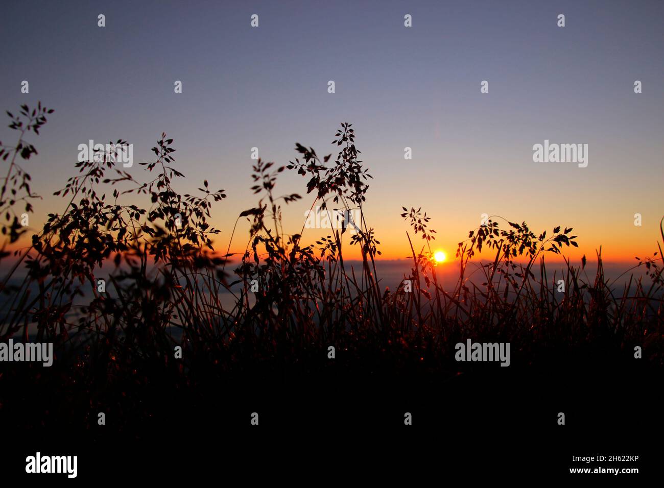 erbe in controluce durante un'escursione fino alla cima del kampenwand (1669 m) nel chiemgau, alpi chiemgau, vicino aschau, alta baviera, baviera, germania meridionale, germania Foto Stock