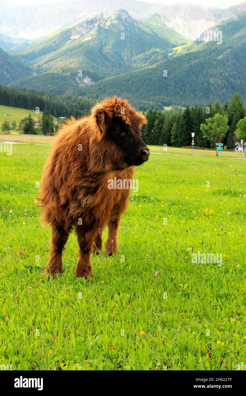 austria,tirolo,leutasch,leutaschtal,bovini altopiani scozzesi,vitello,giovane animale,giovane, Foto Stock
