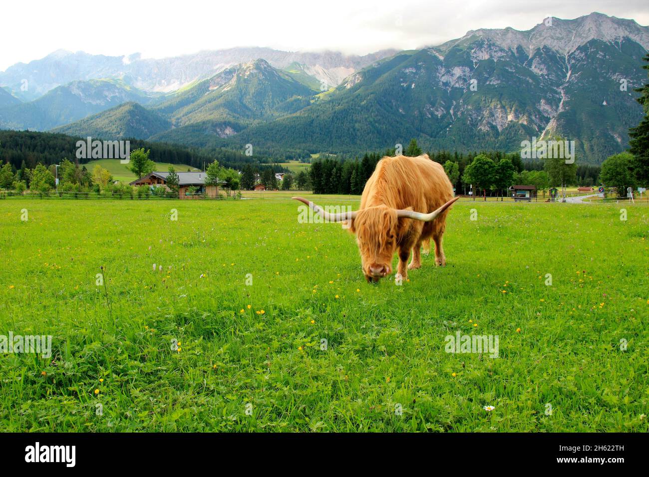 austria,tirolo,leutasch,leutaschtal,bovini altopiani scozzesi,vacca nutrice Foto Stock