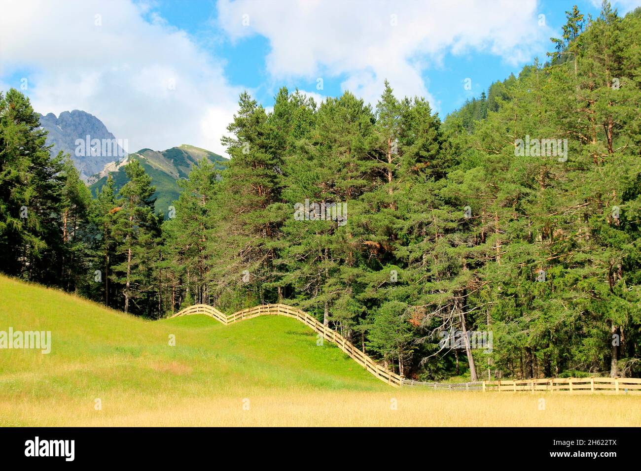 austria,tirolo,altopiano di mieminger,arzkasten vicino obsteig,recinzione,foresta,fuori,estate,prati,prato,prati estivi Foto Stock