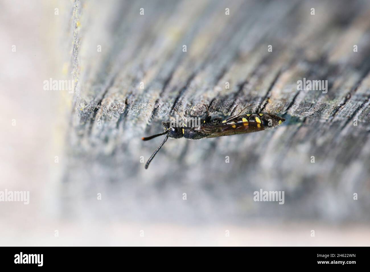 merace wasp (sapyga clavicornis) al bee hotel Foto Stock
