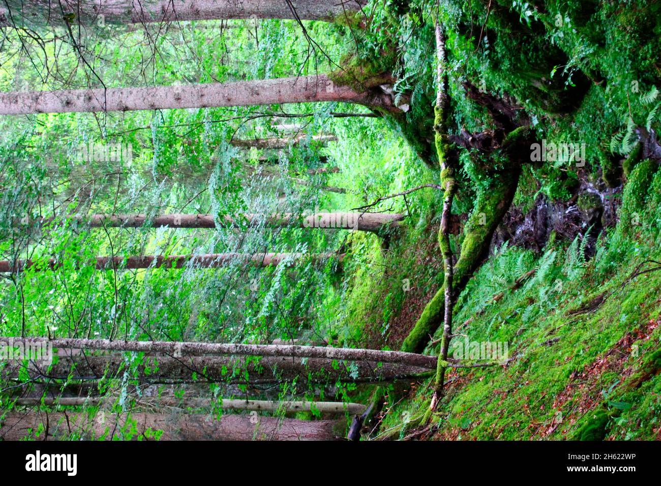 piccolo ruscello nella foresta profonda nella valle di elmauer. germania,baviera,alta baviera,werdenfels,valle di isar,foresta mista,spruces,faggi,tronchi di albero,fiume,ruscello, Foto Stock