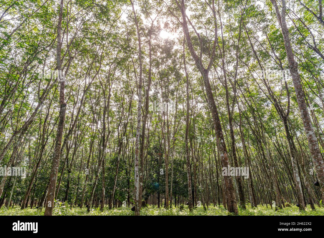 Albero di gomma, gomma di lattice, piantagione e gomma di albero nel sud della Thailandia Foto Stock