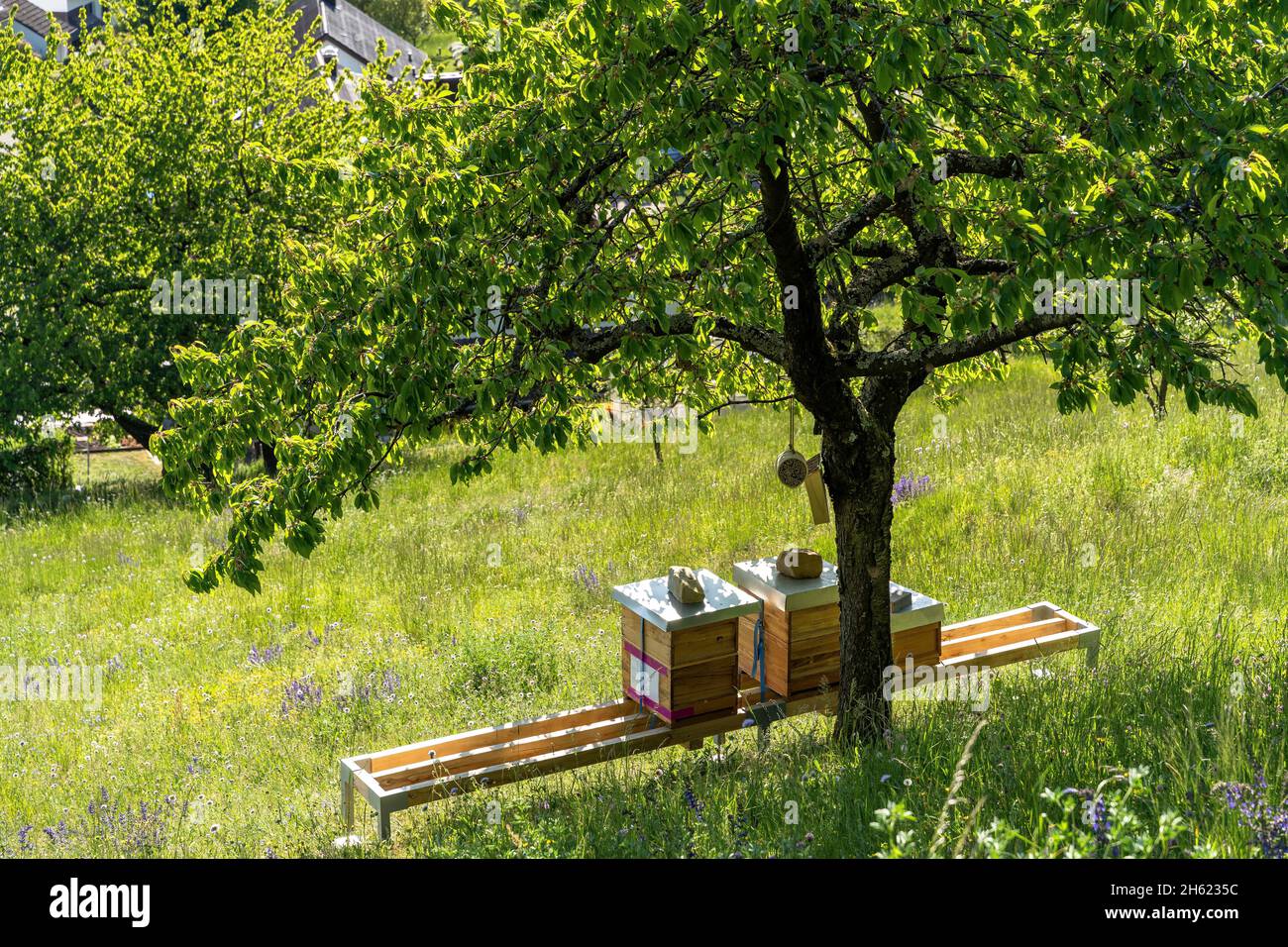 europa,germania,baden-wuerttemberg,regione di schönbuch,herrenberg,alveari su un prato di frutteto a schönbuchtrauf Foto Stock