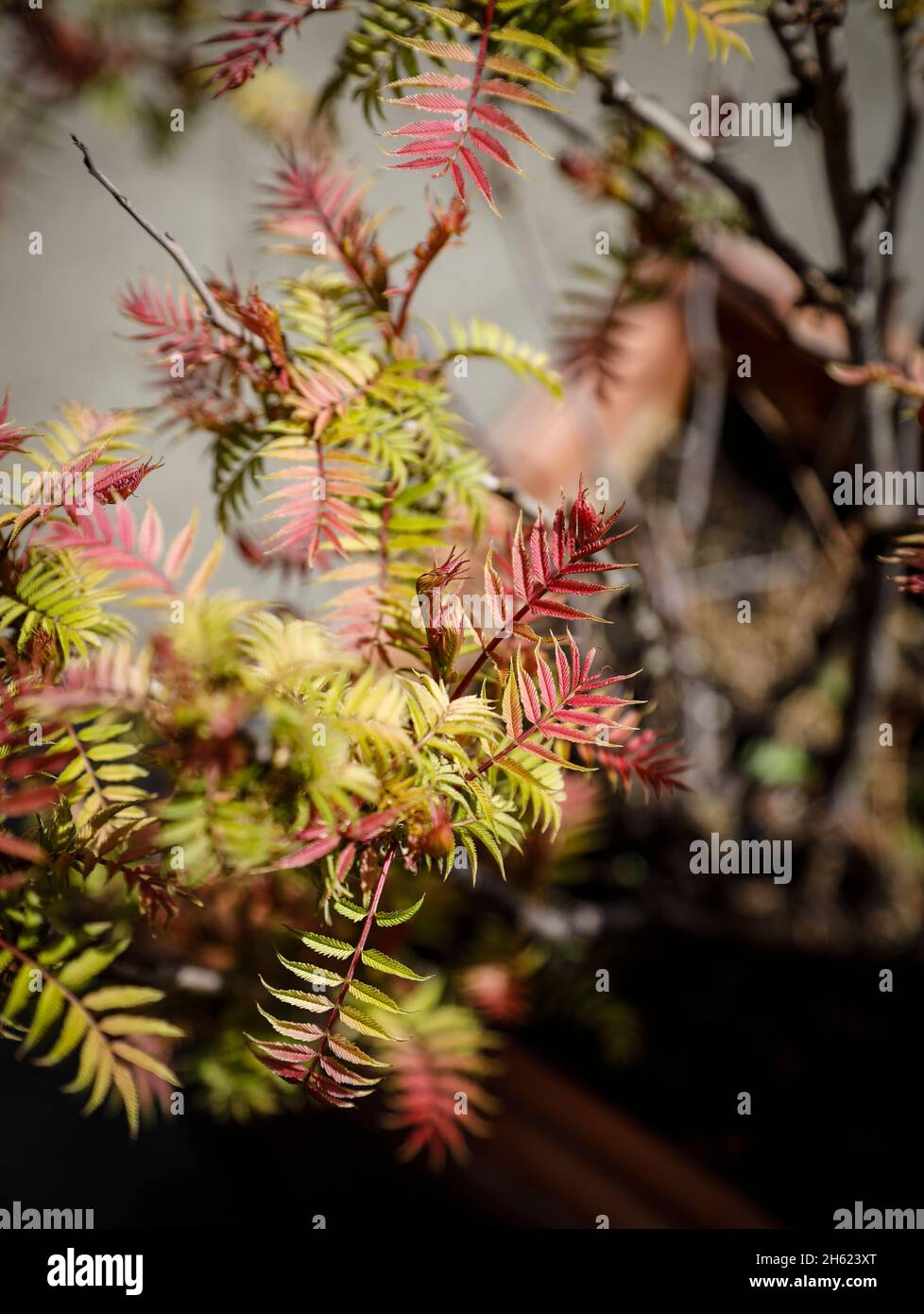 siberiano piume di piume sorbifolia sem Foto Stock