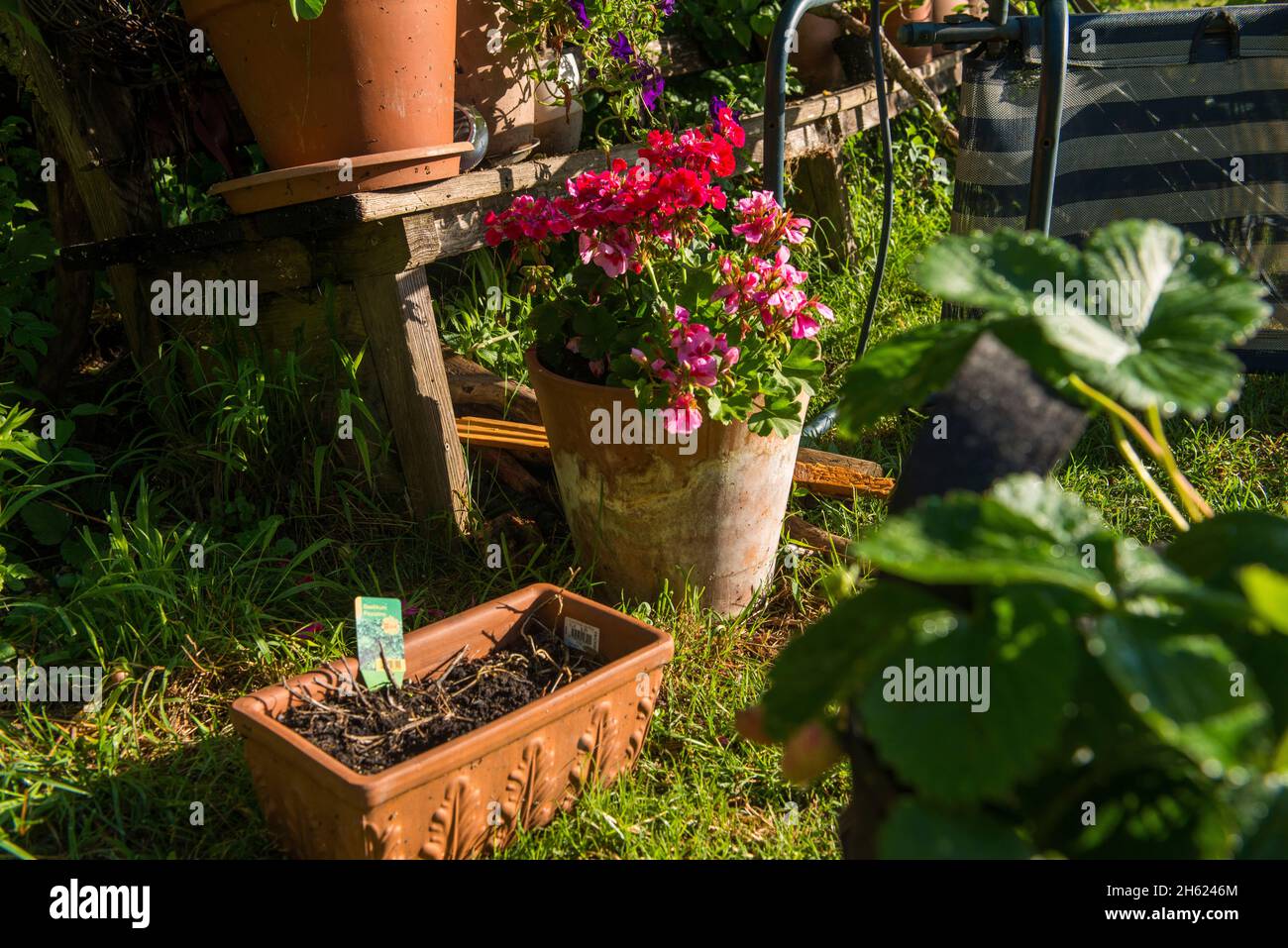 giardino, pianta di fragola, vaso di fiori, gerani Foto Stock