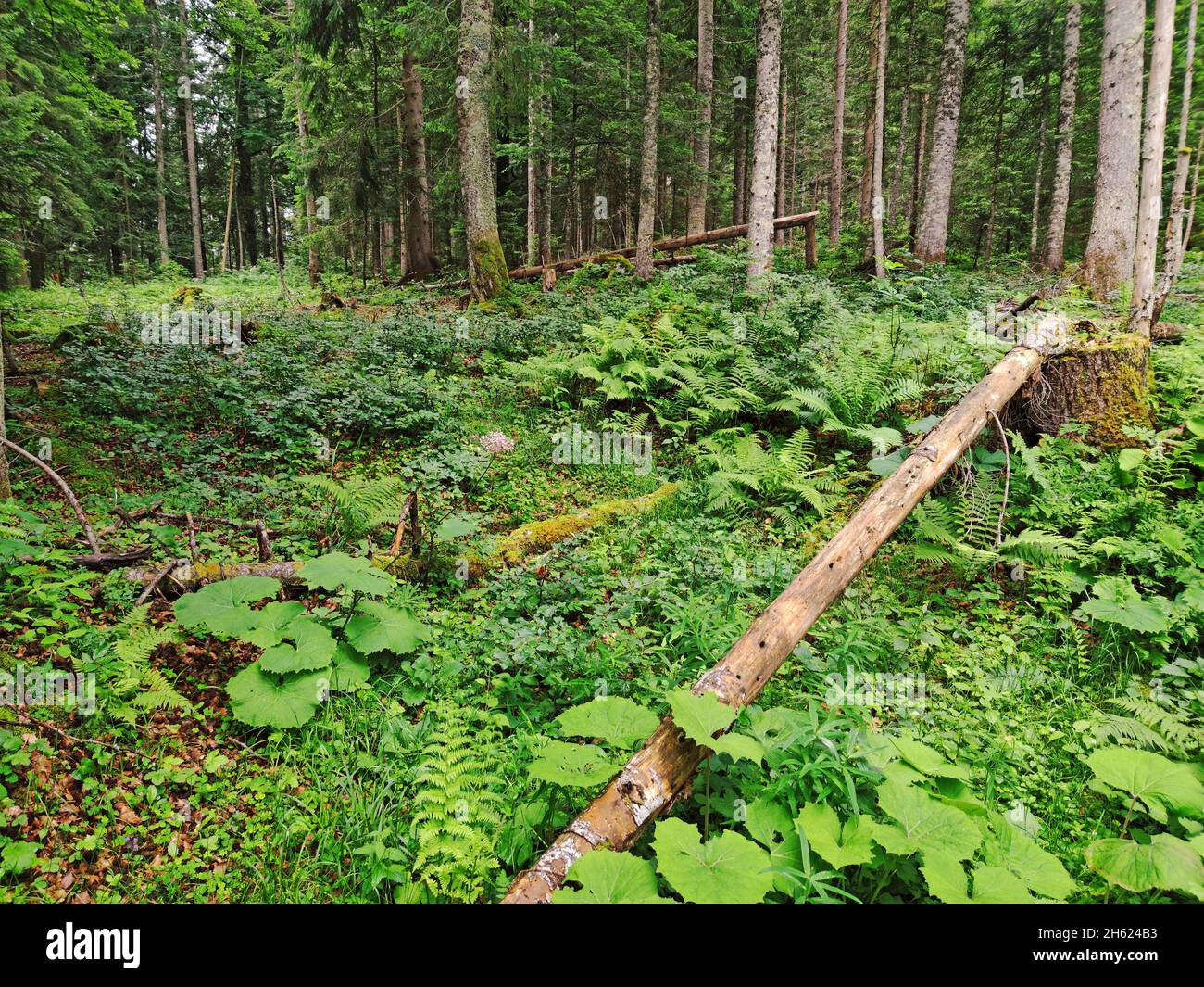 crescita di suolo tipica nella foresta di montagna umida Foto Stock