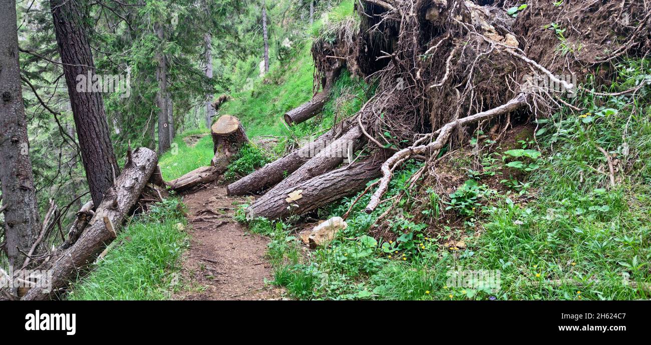 alberi caduti nella foresta di montagna intorno al gratlspitz nella regione di brixlegg, tirolo Foto Stock