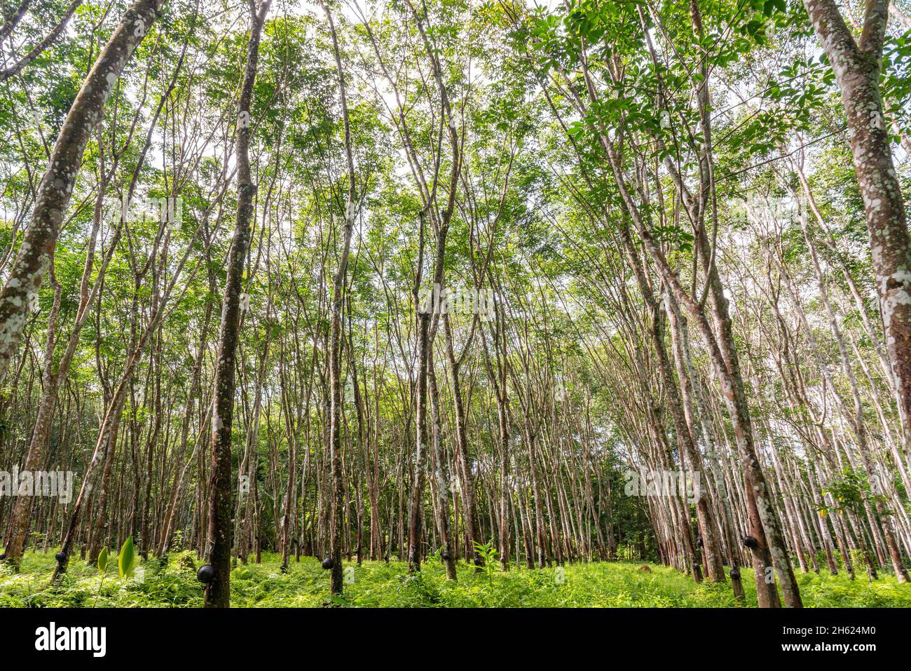 Lattice gomma, albero di gomma, piantagione e albero gomma nel sud della Thailandia Foto Stock
