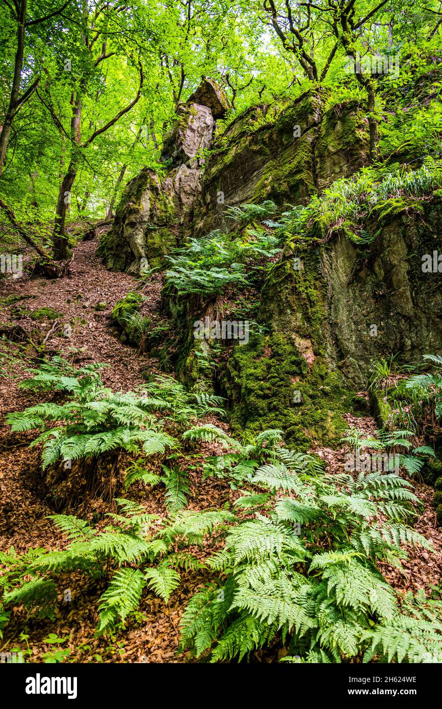 morgenbachtal, incontaminata, foresta primordiale-come, riserva naturale rocciosa, morgenbach è un affluente di sinistra del reno centrale Foto Stock