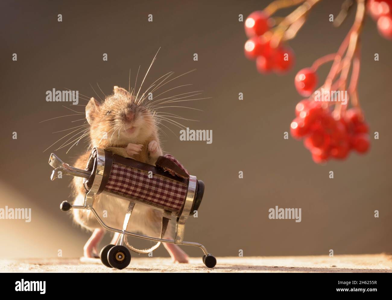 Il mouse è in piedi con una sacca da golf Foto Stock