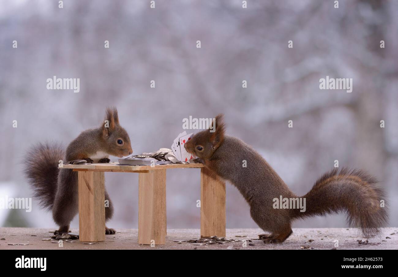 Gli scoiattoli rossi con un tavolo e giocare a carte Foto Stock