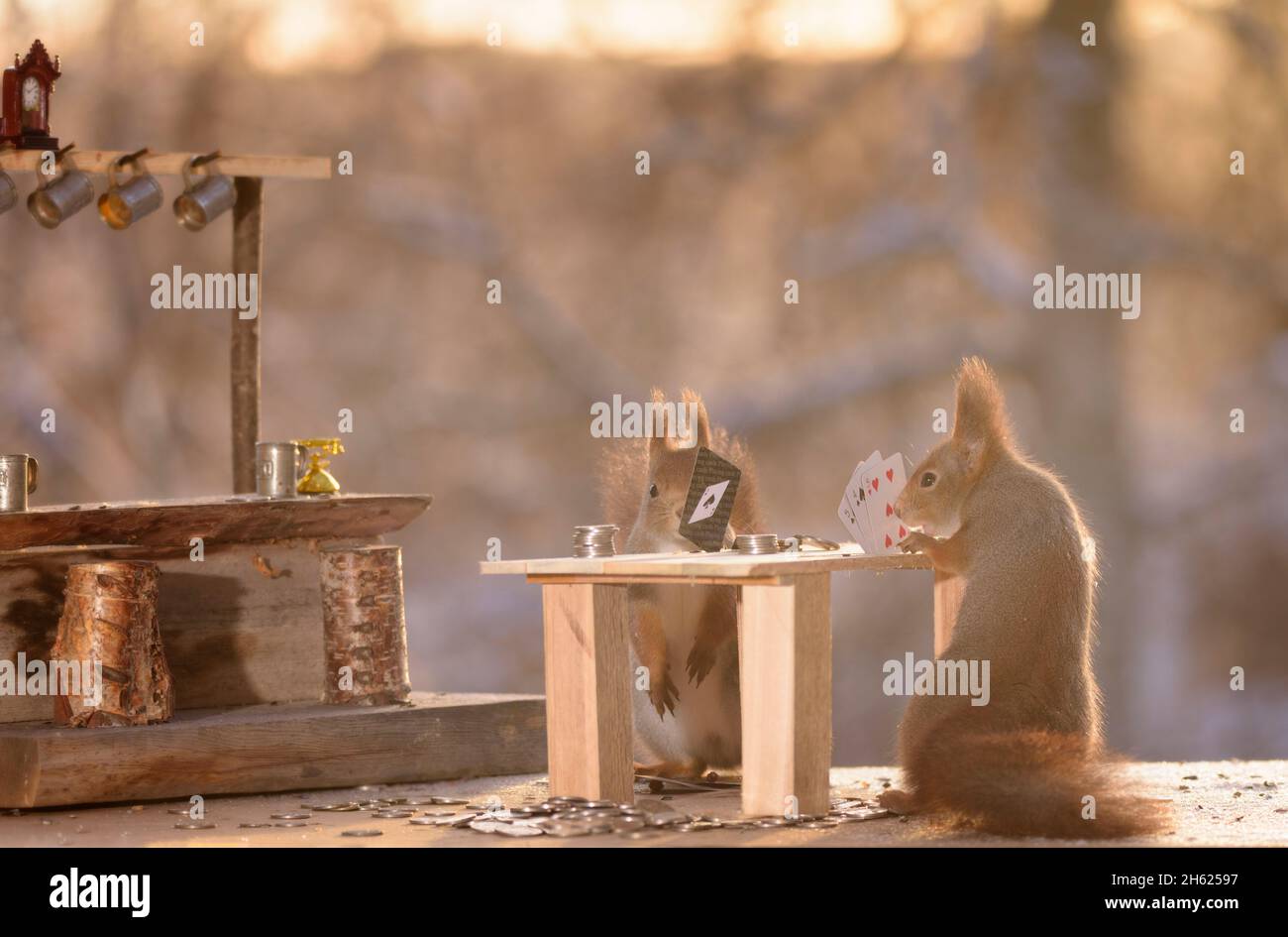 Gli scoiattoli rossi sta giocando a carte con un bar Foto Stock