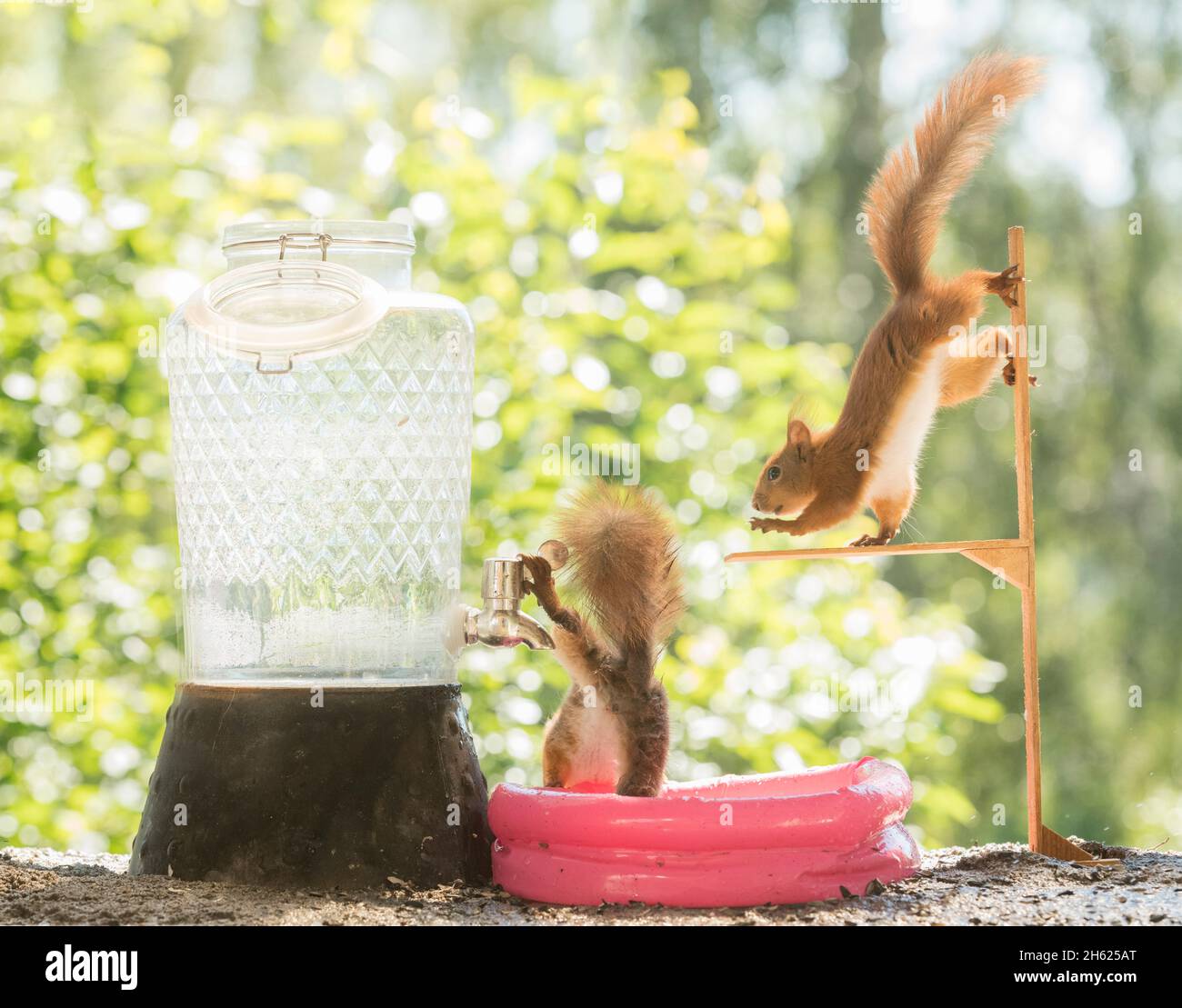 scoiattoli rossi in una piscina d'acqua Foto Stock