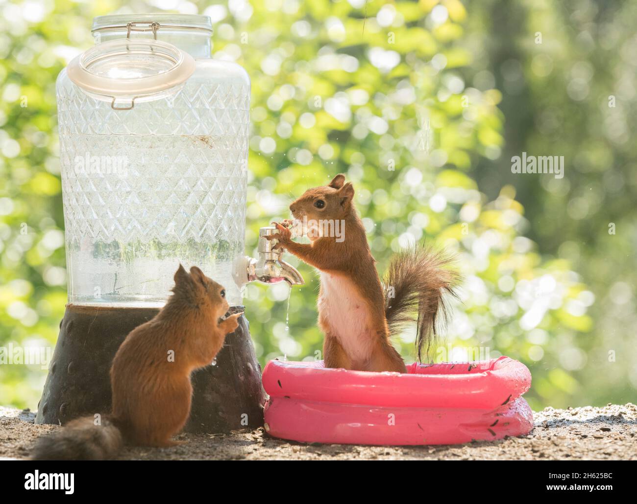 scoiattoli rossi in una piscina d'acqua Foto Stock