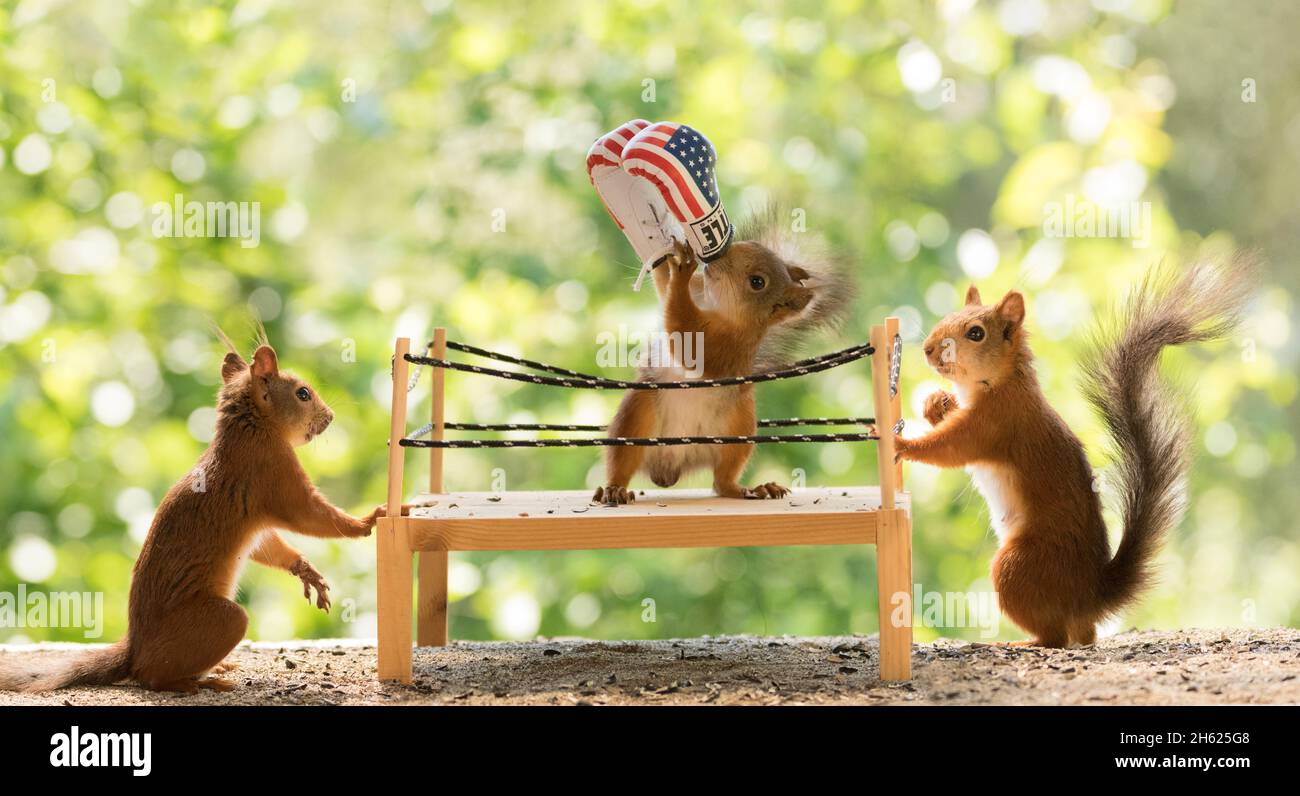 scoiattoli rossi in piedi in un anello di boxe Foto Stock