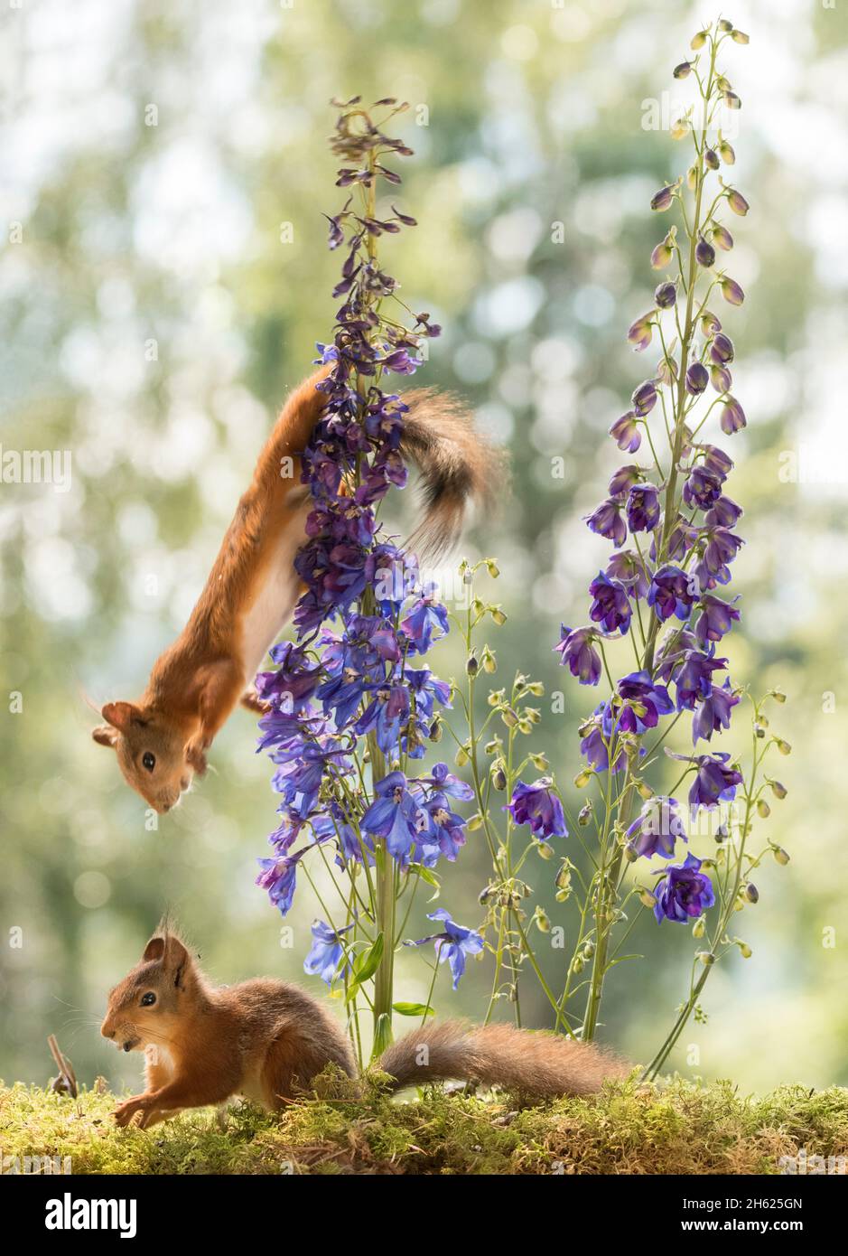 lo scoiattolo rosso attacca un altro dai fiori di delphinium Foto Stock