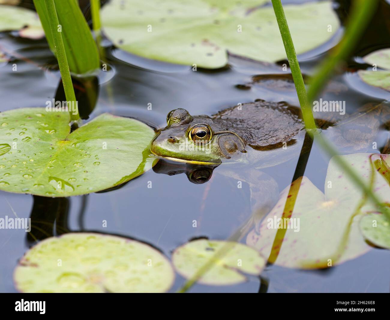 anfibio, rana toro seduta nel fiume, canada, kawartha highlands parco provinciale, Foto Stock