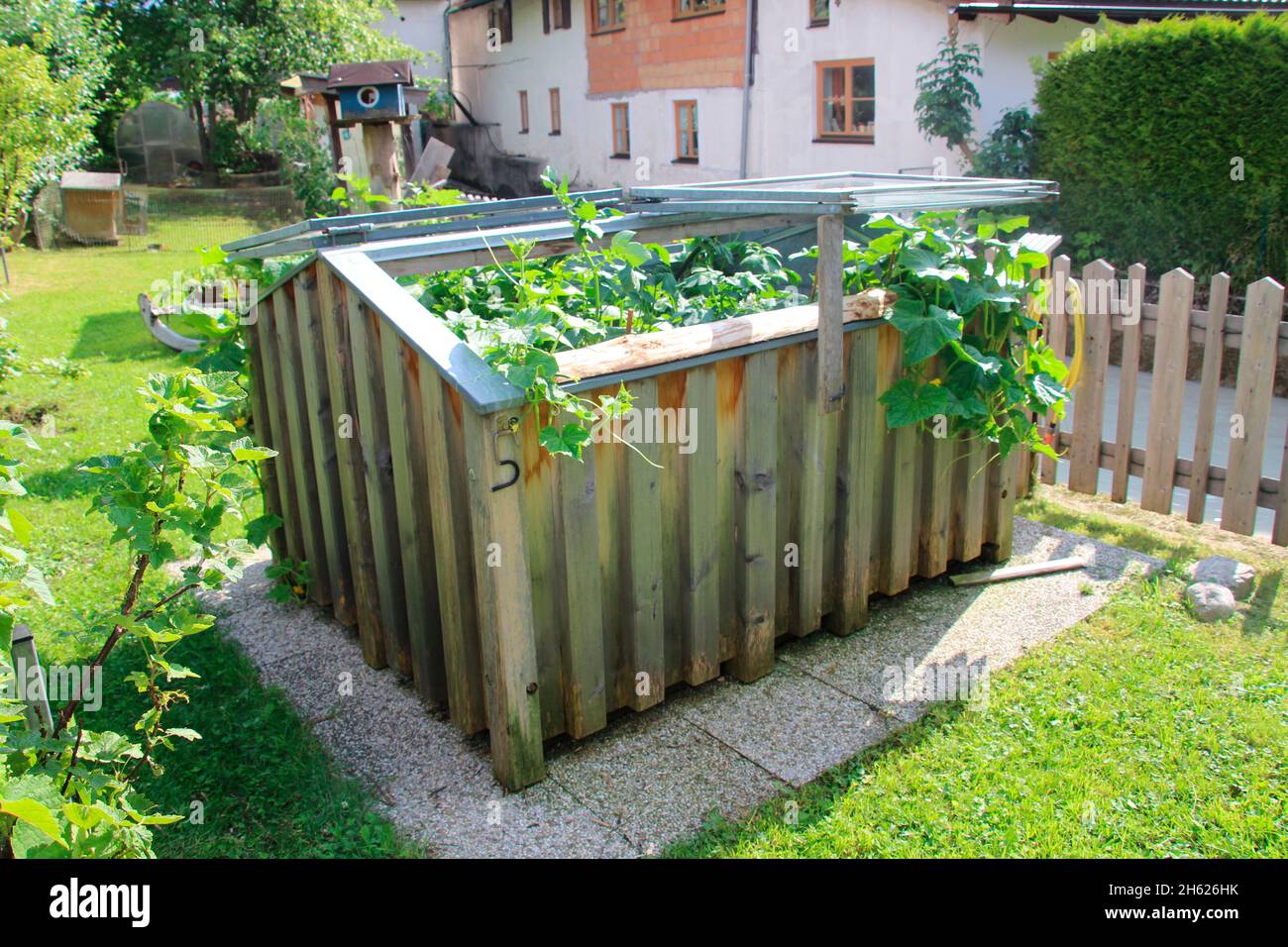 letto rialzato con cetrioli e piante di patate in un giardino,europa,germania,baviera,alta baviera,mittenwald, Foto Stock