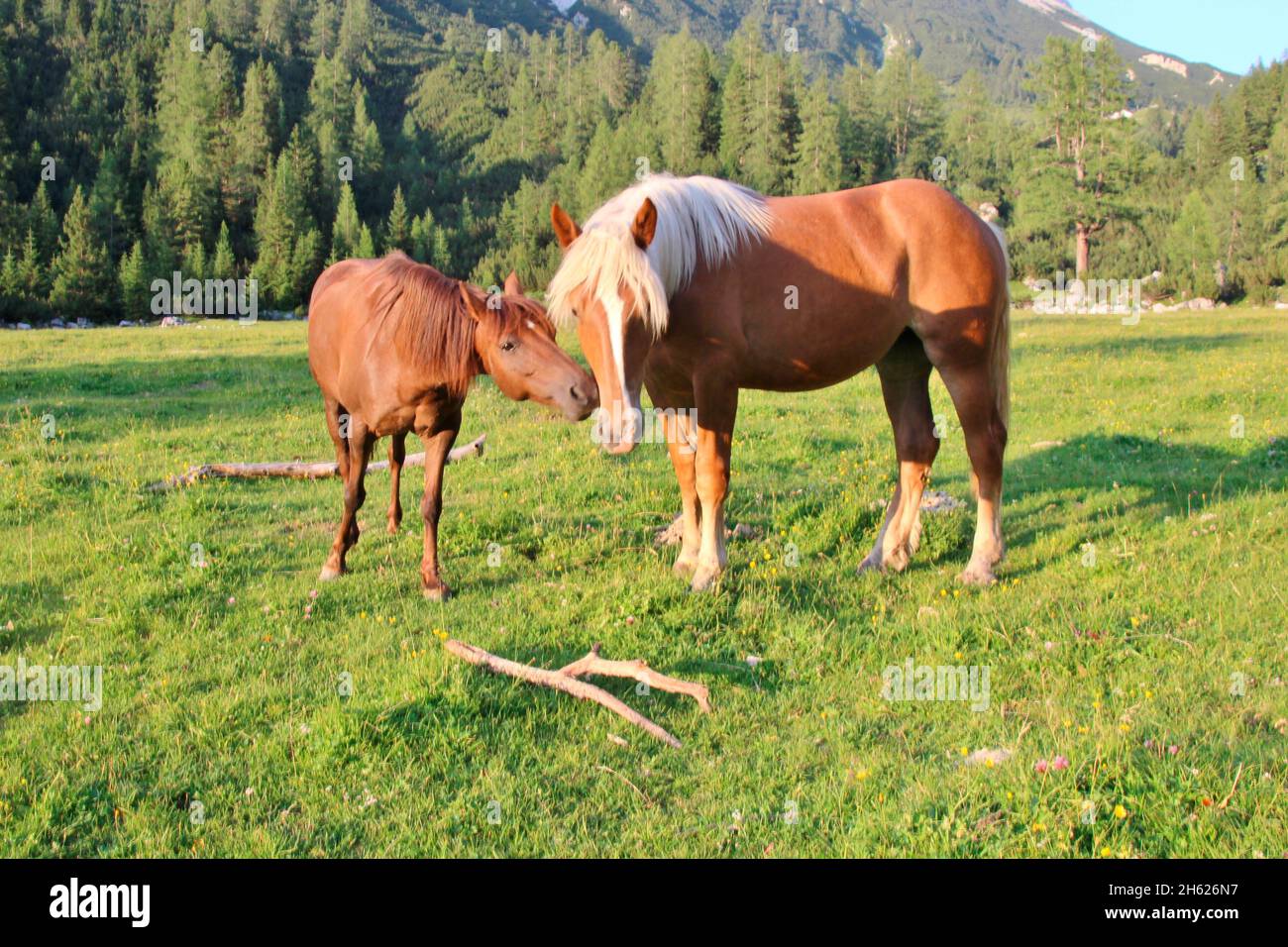 due cavalli a kohlerboden, alleranger, escursione a halleranger haus, alleranger alm, austria, tirolo Foto Stock