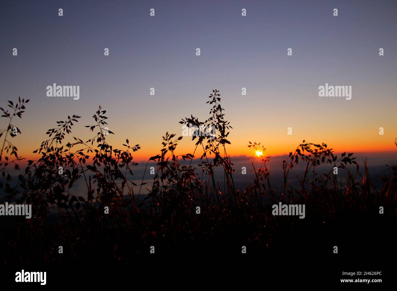 erbe in controluce durante un'escursione fino alla cima del kampenwand (1669 m) nel chiemgau, alpi chiemgau, vicino aschau, alta baviera, baviera, germania meridionale, germania Foto Stock