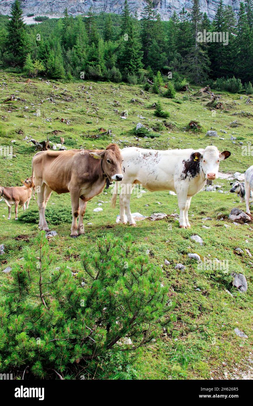 austria,tirolo,klein christen,samertal sulla strada per pfeishütte,montagne,alpi,montagne del karwendel,paesaggio montano,idillio,mucche,giovani mucche,mucca,mandria di mucche,atmosfera,estate,rocce,turismo,natura,alberi Foto Stock