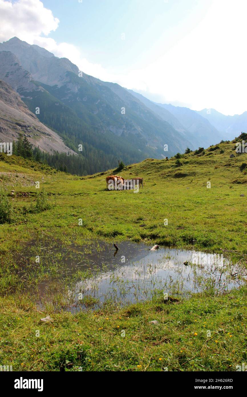 austria,tirolo,klein christen,samertal sulla strada per pfeishütte,montagne,alpi,montagne del karwendel,paesaggio montano,idillio,mucche,razza: bovini bruni tirolesi e bovini simmentari,mucche giovani,mucca,mandria di mucche,atmosfera,estate,cielo,rocce,turismo,natura,alberi Foto Stock