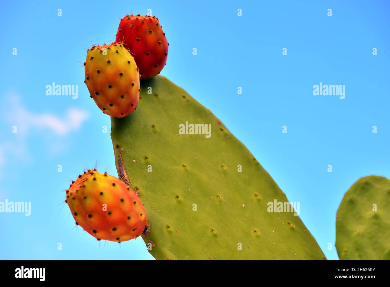 prickly pera nel cielo blu tropea italia Foto Stock