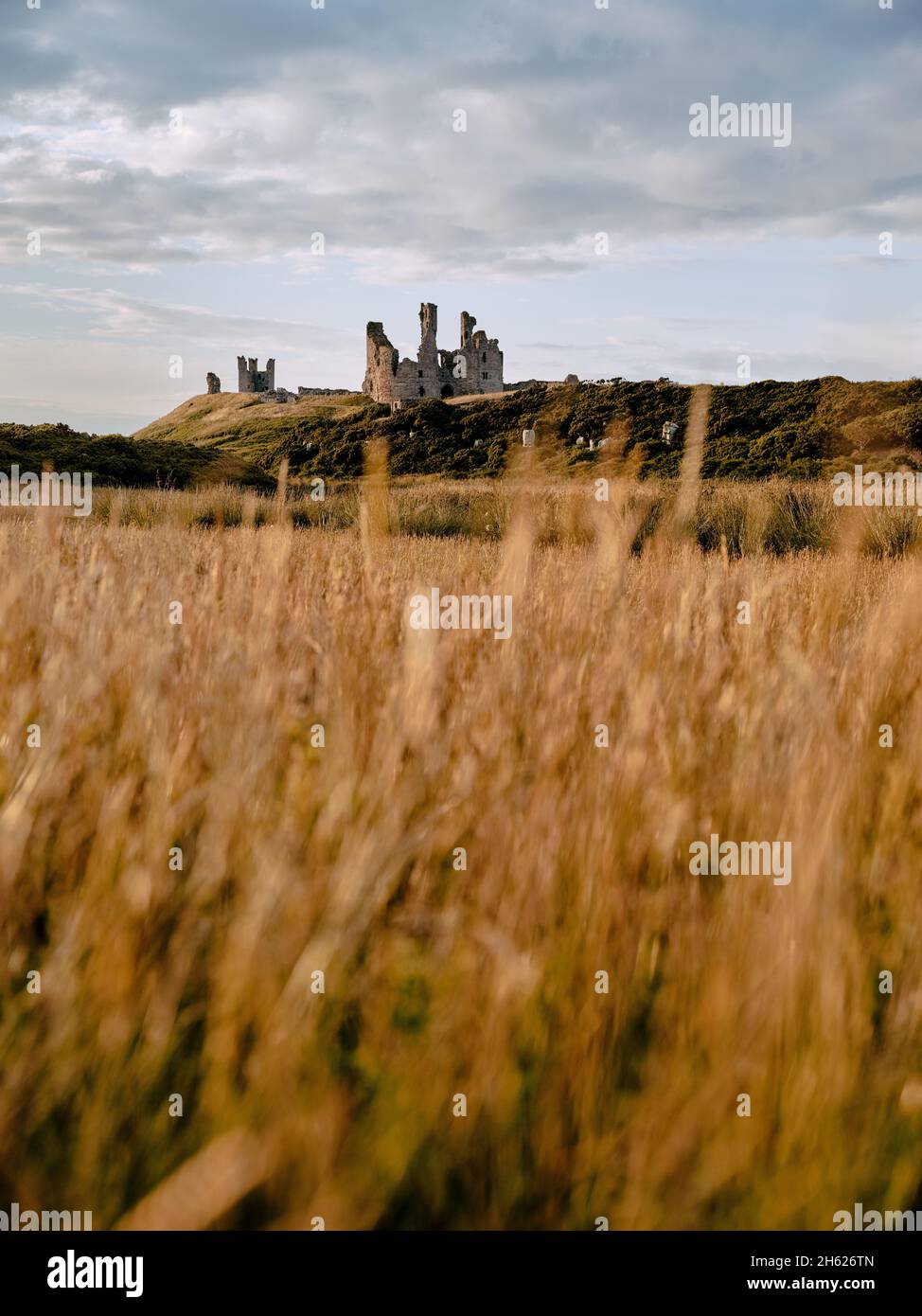 Il paesaggio pascolo estivo delle rovine del castello di Dunstanburgh - fortificazione del XIV secolo a Crafer Northumberland nord Inghilterra Foto Stock