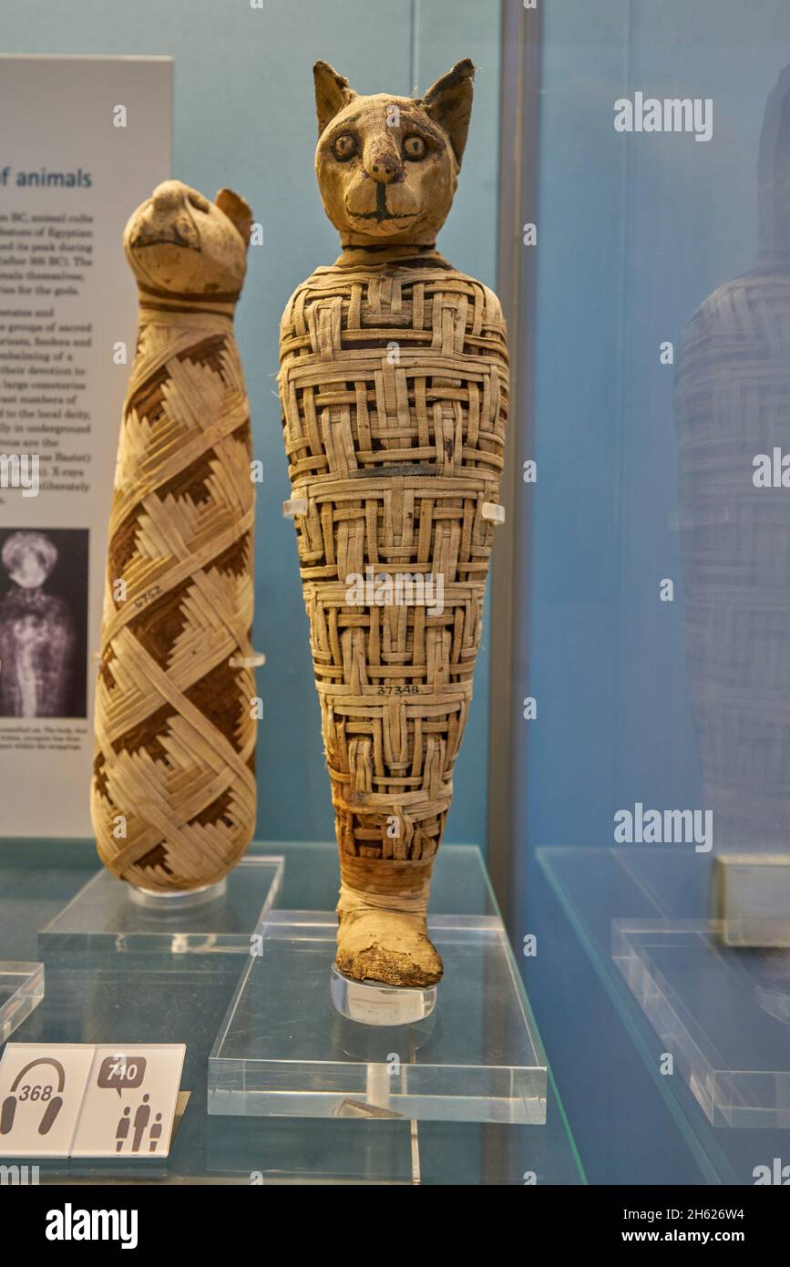 museo egizio della mummia del gatto britannico Foto Stock