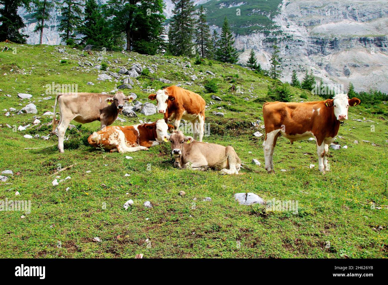 austria,tirolo,klein christen,samertal sulla strada per pfeishütte,montagne,alpi,montagne del karwendel,paesaggio montano,idyll,mucche,razza: bovini bruni tirolesi e bovini simmentari,mucche giovani,mucca,mandria di mucche,atmosfera,estate,rocce,turismo,natura,alberi Foto Stock